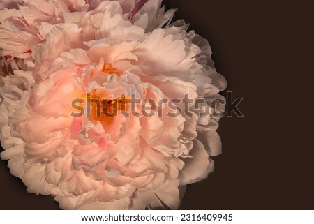 Close up of a beautiful pink peony.  Horizontal with space for text