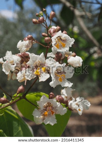 Indian bean tree or cigartree, colorful flowers, buds and green leaves, close up. Catalpa × erubescens is deciduous street tree, flowering plant of the family Bignoniaceae. Royalty-Free Stock Photo #2316411345