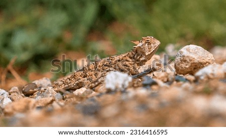 Horned Lizard out on the plains of West Texas