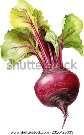 Fresh Beetroot with green leaves. Watercolor hand drawn illustration, isolated on white background Royalty-Free Stock Photo #2316425033