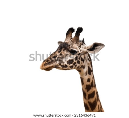 Closeup side portrait of giraffe isolated cutout on white background