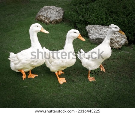 Three ducks are walking in the park