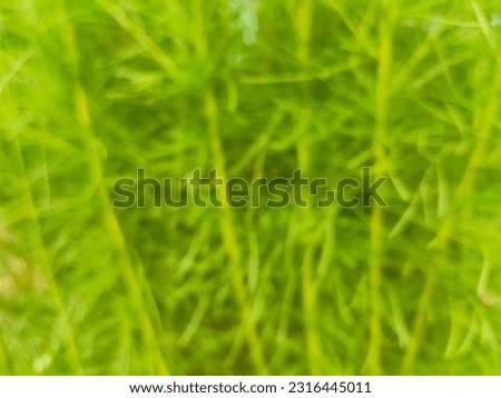 Blurred green grass.  Blurred green background