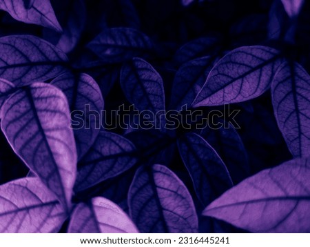 Beautiful abstract blue and purple flowers on black background, black flower frame, dark leaves texture, purple background, purple background, flowers for Christmas and valentine celebrations