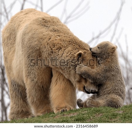 Adorable Picture of Mother and Baby Polar Bears with Bokeh Background