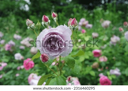 Rain Drops On Multi Layered Pale Purple Rose Flowers And Green Leaves