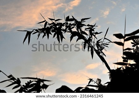 
silhouette photo of bamboo leaves branch against sunset sky