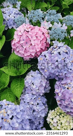 A japanese hydrangea flower full bloom. Beautiful color pink, purple and fresh picture