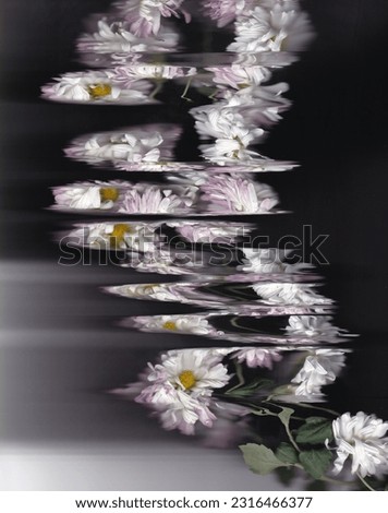 Abstract photographic botanical art using white daisies