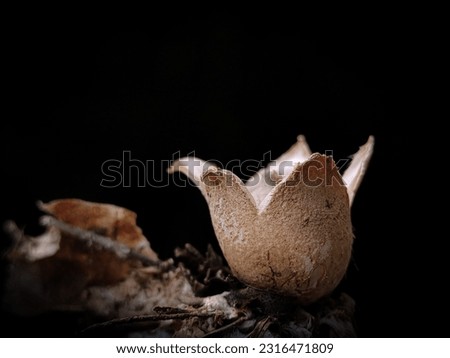 Geastrum fimbriatum, commonly known as the fringed earthstar or the sessile earthstar, is an inedible species of mushroom belonging to the genus Geastrum, or earthstar fungi.