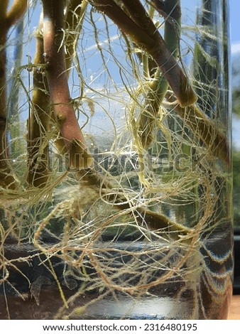 tree roots in glass jars