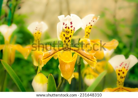 Lady slipper orchid, orchidaceae, Paphiopedilum villosum of Thailand.