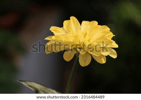 Close up image of blooming yellow zinnia flower isolated on blurry dark background