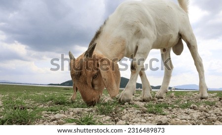 close up picture of goats eating grass