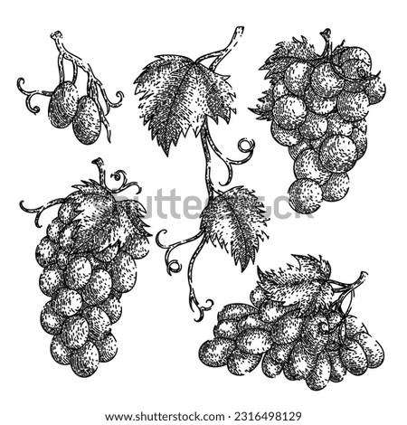 grape food bunch set hand drawn. green fruit, vine wine, vine berry, red purple, leaf autumn grape food bunch vector sketch. isolated black illustration Royalty-Free Stock Photo #2316498129