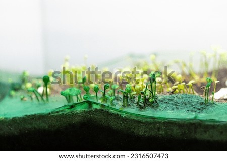 Blue-green algae in the home planted aquarium. A close-up shot of carpet plants covered by cyanobacteria slime in the freshwater aquarium. Royalty-Free Stock Photo #2316507473