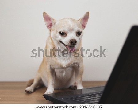 Portrait of brown short hair chihuahua dog sitting on wooden floor with computer notebook, smiling and  talking on video call. Pet using a computer.