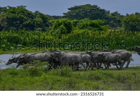 A black buffalo or Water buffalo (Bubalus arnee migona) buffalo which commonly lives in swampy areas which can still be found in areas of Malaysia, Pakistan, India, Vietnam, China and Indonesia