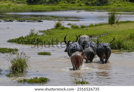A black buffalo or Water buffalo (Bubalus arnee migona) buffalo which commonly lives in swampy areas which can still be found in areas of Malaysia, Pakistan, India, Vietnam, China and Indonesia