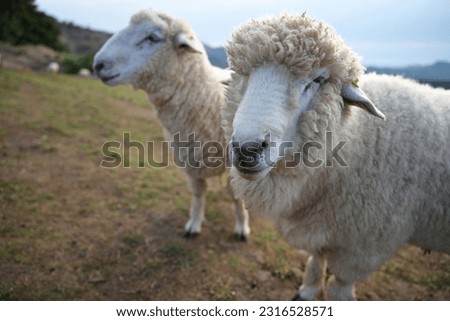 Face of two sheep living on a farm,Close-up picture of  fluffy sheep of the Corriedales breed face, Sheep turn away from the photographer's camera.