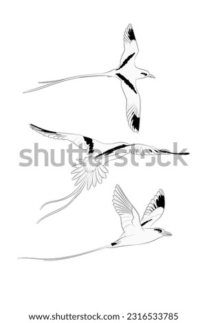 Set of three vector flying white-tailed tropicbirds (Phaethon lepturus) isolated on white background. Vector illustration.