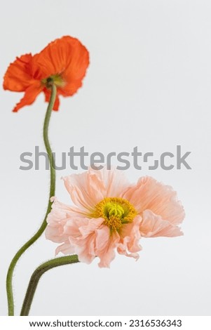Elegant peach pink and red poppy flowers bouquet on white background. Aesthetic floral simplicity composition. Close up view flower