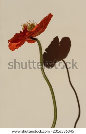 Delicate red poppy flower stem bud on neutral beige background. Aesthetic close up view floral composition with hard sunlight shadows