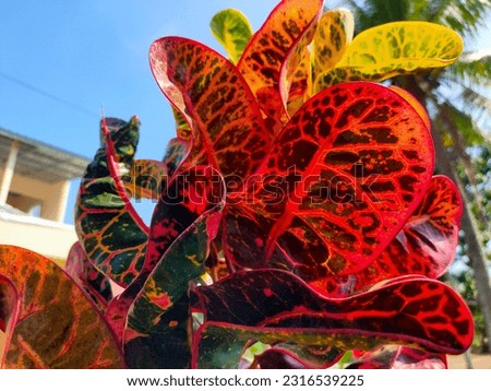 Colorful and also abstract leaves in summer are very beautiful for decoration in front of the house