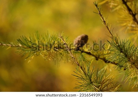 pine nut seed on a tree in the park 