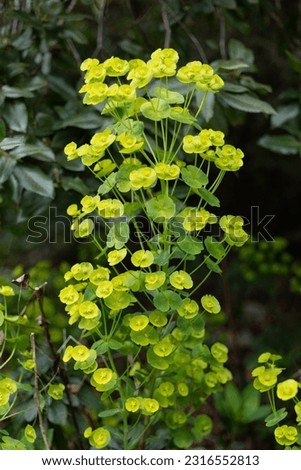 Euphorbia amygdaloides var. robbiae or wood spurge, bushy evergreen perennial flowering plant in the family Euphorbiaceae, native to woodland Europe, Turkey and the Caucasus. Royalty-Free Stock Photo #2316552813