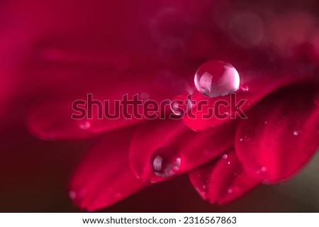 Red gerbera flower petals with water drop close up. Macro photography of gerbera flower petals with dew. Royalty-Free Stock Photo #2316567863