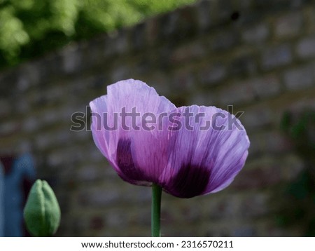 Close up of beautiful soft pink poppy and bud with wall behind