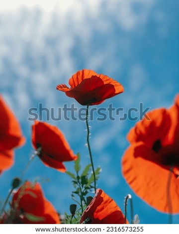 Landscape of blooming poppy flowers growing in a meadow. field Red poppies with selective focus. Field of red poppies. Lone poppy. Soft focus blur