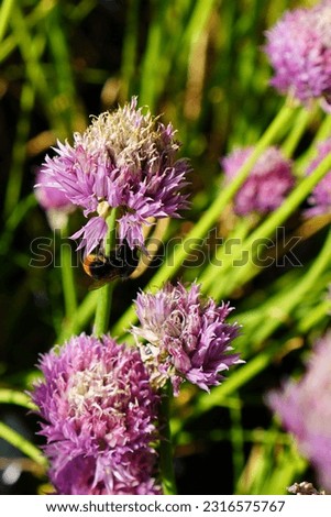 bumblebee on a lilac flower of a decorative honey onion on a background of green macro arrows. The concept of the flower online store catalog