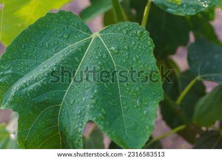 Pictures of fresh green leaves in the rain.