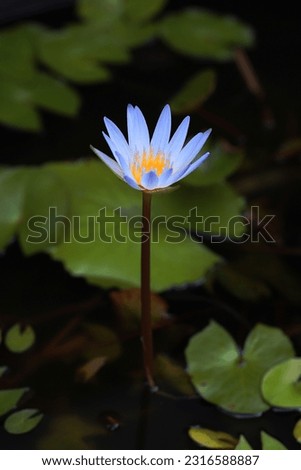 Blooming blue lotus flower growing in the pond, image for mobile phone screen, display, wallpaper, screensaver, lock screen and home screen or background   