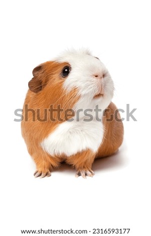 Single cute guinea Pig isolated on white background close up looking up Royalty-Free Stock Photo #2316593177