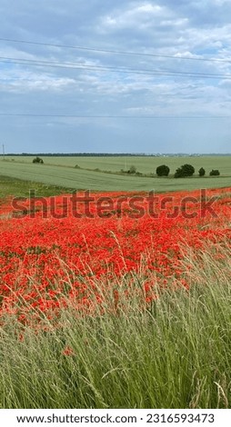 poppy fields in the vast expanses of ukraine