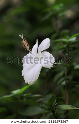 Blooming white hibiscus flower with blurry green leaves background, image for mobile phone screen, display, wallpaper, screensaver, lock screen and home screen or background  