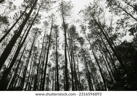 Pine trees visible from below covered in fog 