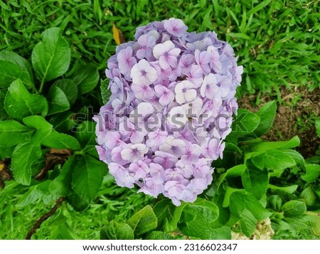 A whitish purple hydrangea that grows in high altitudes and cold temperatures