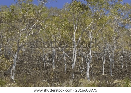 
a group of eucalyptus trees