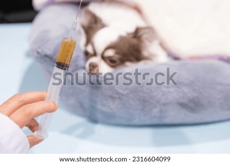 Veterinary holding syringe with vaccine near cute chihuahua dog in clinic. Medicine and vaccine research, Scientist testing drug in dog animal, pet, Drug research and development concept.