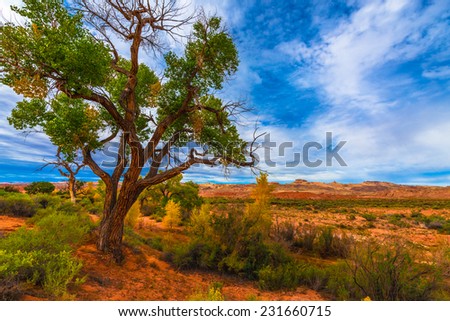 Tall colorful tree in the peak of the fall Utah landscape