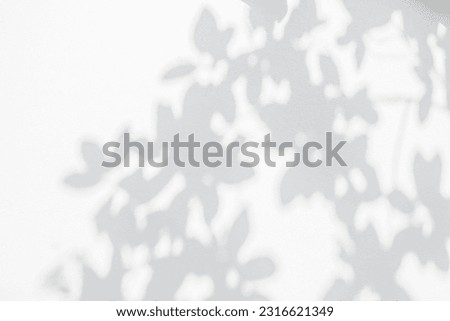 Abstract leaf shadow and light blurred background. Natural leaves tree branch shadows and sunlight dappled on white concrete wall texture for background wallpaper and design, shadow overlay effect
