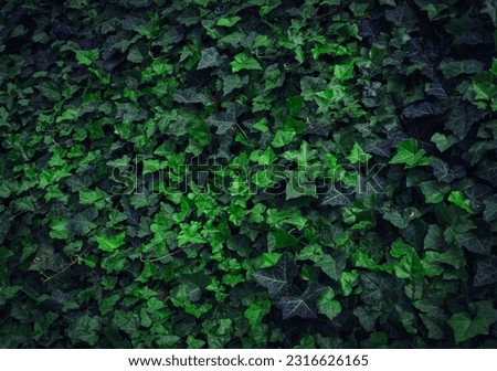 Dark Evening Ivy Texture Background, Crepeper Green Hedge in Night, Wall of Hedera Helix, Creeper Foliage Pattern, Ivy Carpet, Beautiful Natural Ivy Background Royalty-Free Stock Photo #2316626165