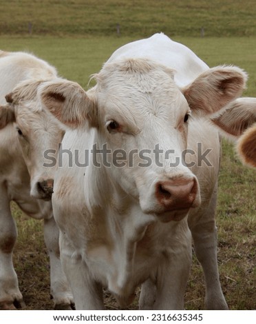  white cow calf portrait agriculture