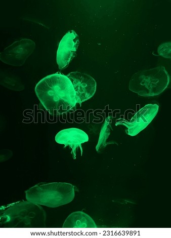 
jellyfish in the black sea