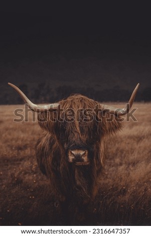 Highland Bull in the rain and dark Royalty-Free Stock Photo #2316647357
