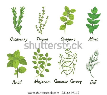 Set Of Culinary Herbs Consisting Of Various Aromatic Plants Used For Cooking, Such As Basil, Thyme, Rosemary, And Oregano, Mint, Marjoram , Summer Savory And Dill. Cartoon Vector Illustration Royalty-Free Stock Photo #2316649117